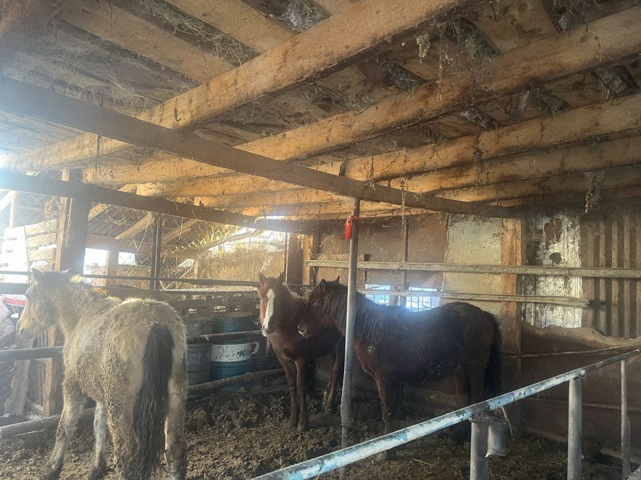 Семіз жылқылар сатылады