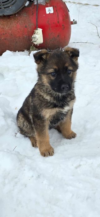 Отдам в добрые руки