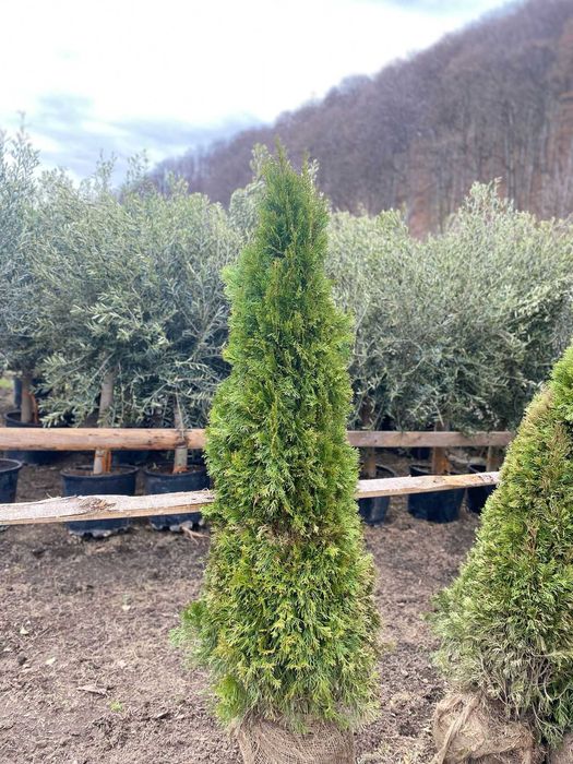 Plante Verzi Rezistente pentru Spații Private