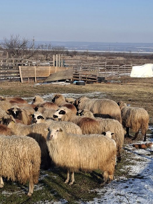 Vand 52 de oi cu miei