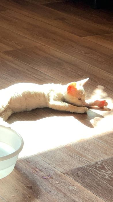 Продам котёнка !