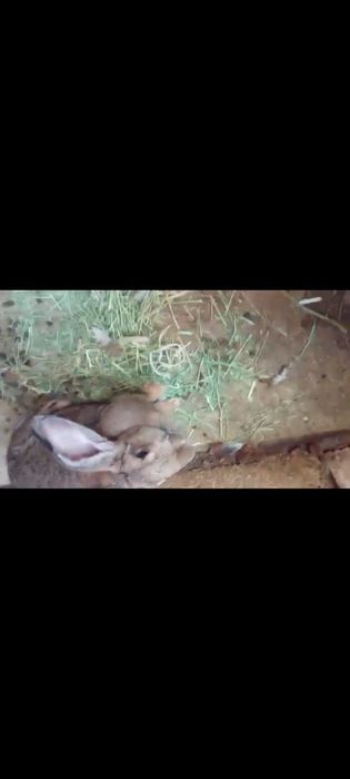 Қойан  қойан  қойан