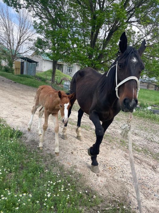 Құлынды бие………………..