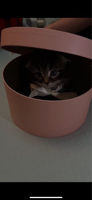 Шотландский котёнок