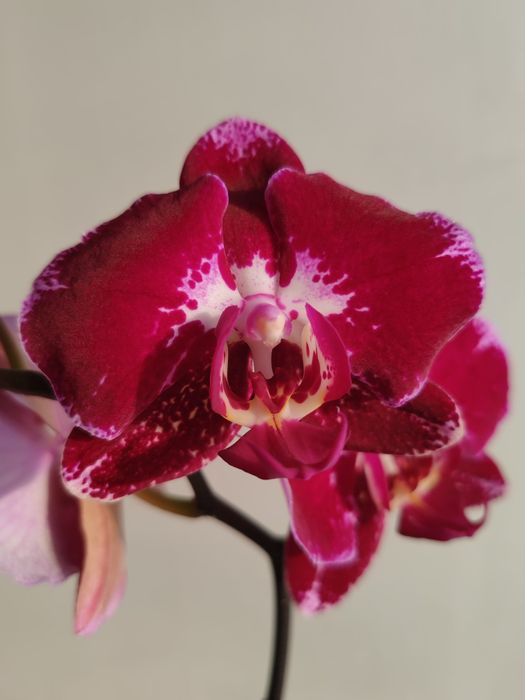 Орхидея фаленопсис