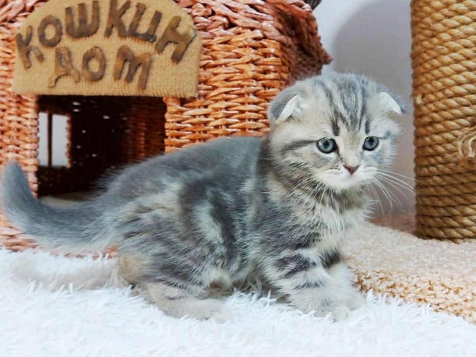 висЛоуХие ШотЛанДские