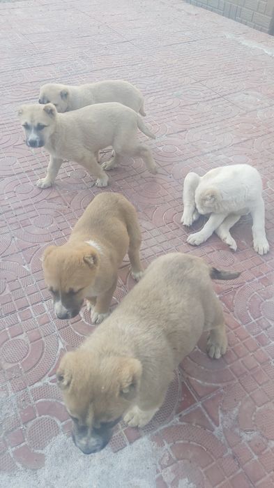 Шеньки,  Алабай күшіктері