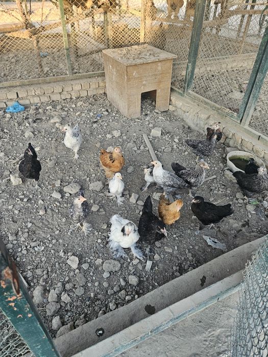 Chor bakr masjidiga Tovuq jo‘ja sesarka sotiladi
