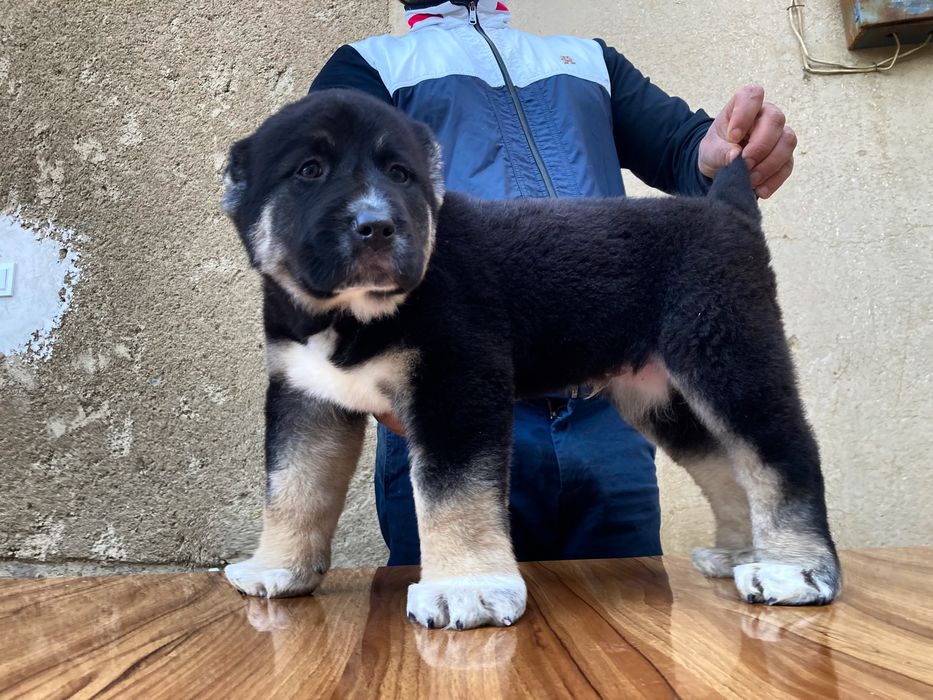 Щенок Алабая Супер Гигант ) чистокровный