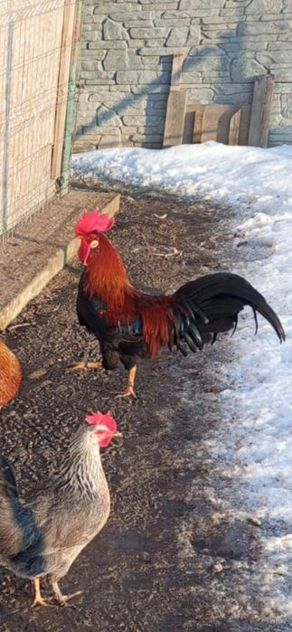 Gaini Cocosi Australorp si italieni