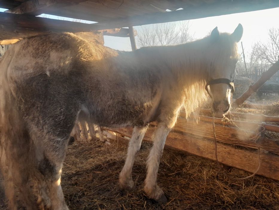 Продам   кобылу.