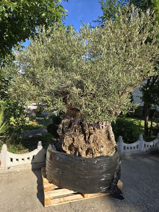 Maslini Seculari