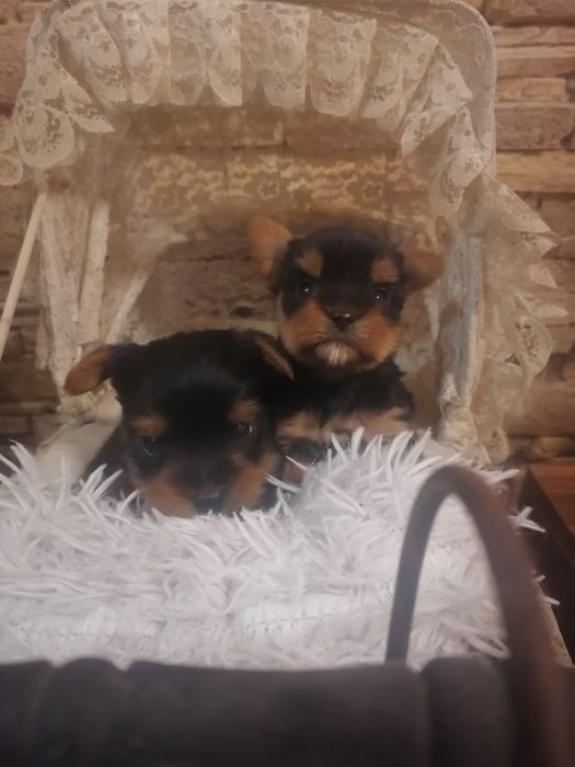 Йоркшир териер мини