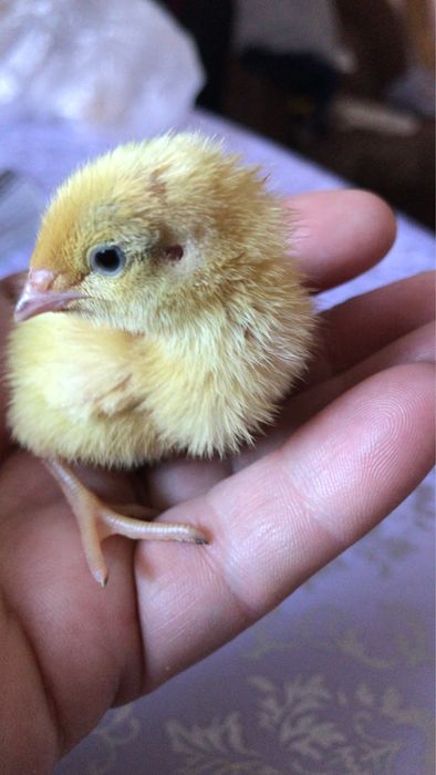 Продам перепелят