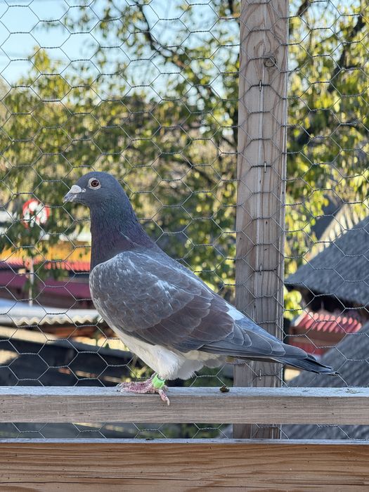 Vand porumbei voiajori maraton