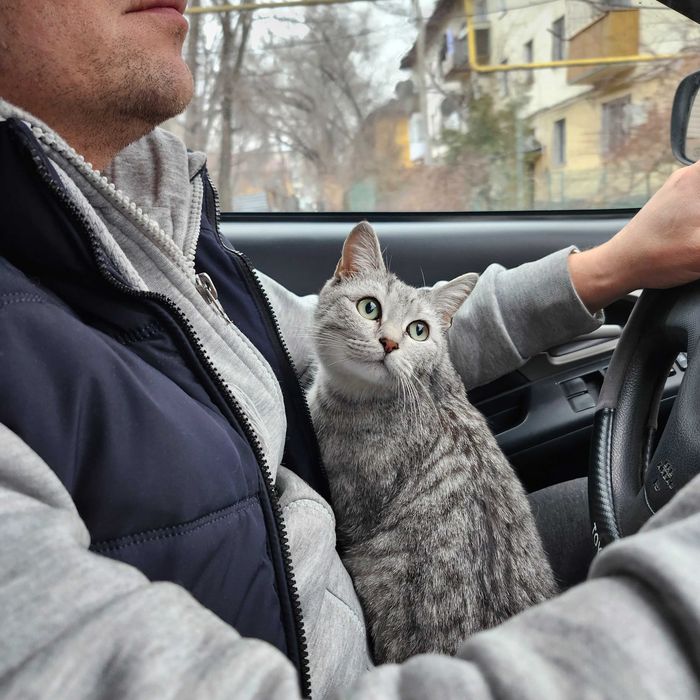 Ищет Дом кошечка