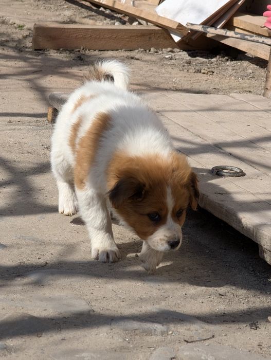 Catelusa + transport