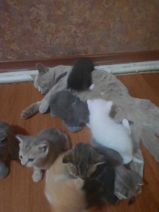 котята  британци