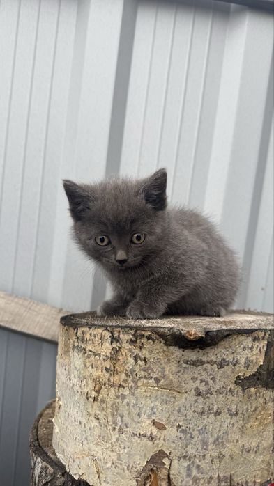 Котята 1,5 месяцев