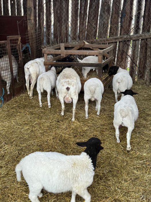 Vand berbecuti dorper