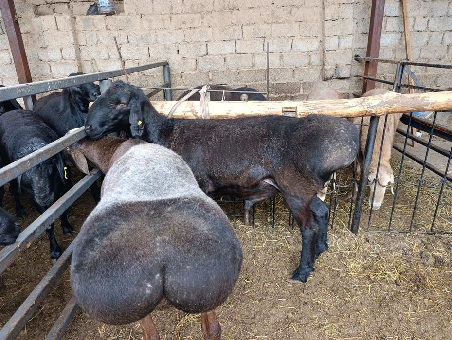 Qoʻchqorla sotiladi