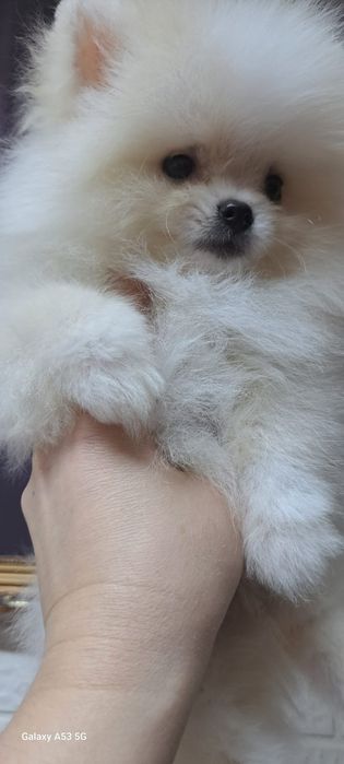 Продам шинковка шпица