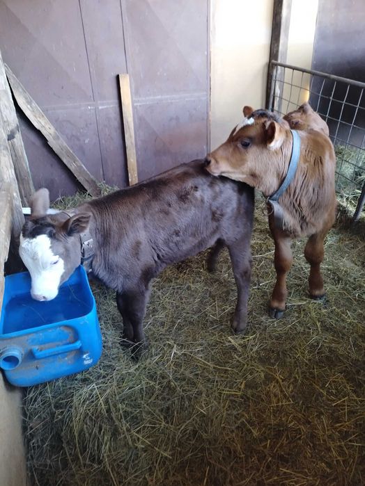 Vand vaca cu doi vitei