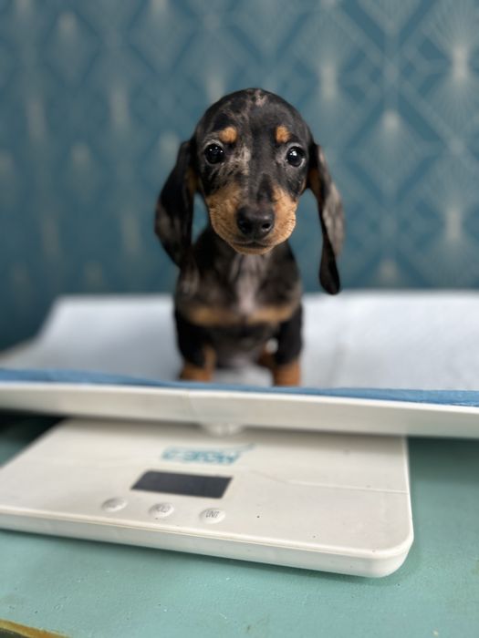 Catel teckel rasa pura cu Pedigree FCI