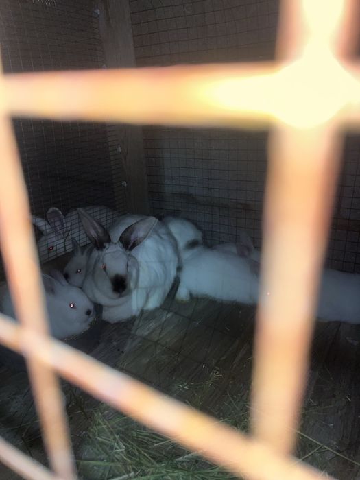 Қояндар сатылады