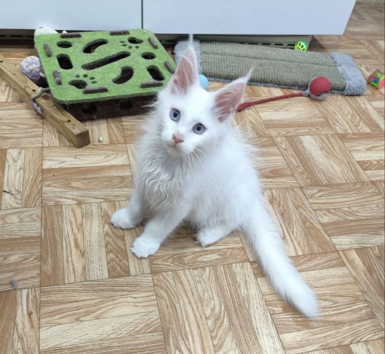 Котята породы Мейн Кун