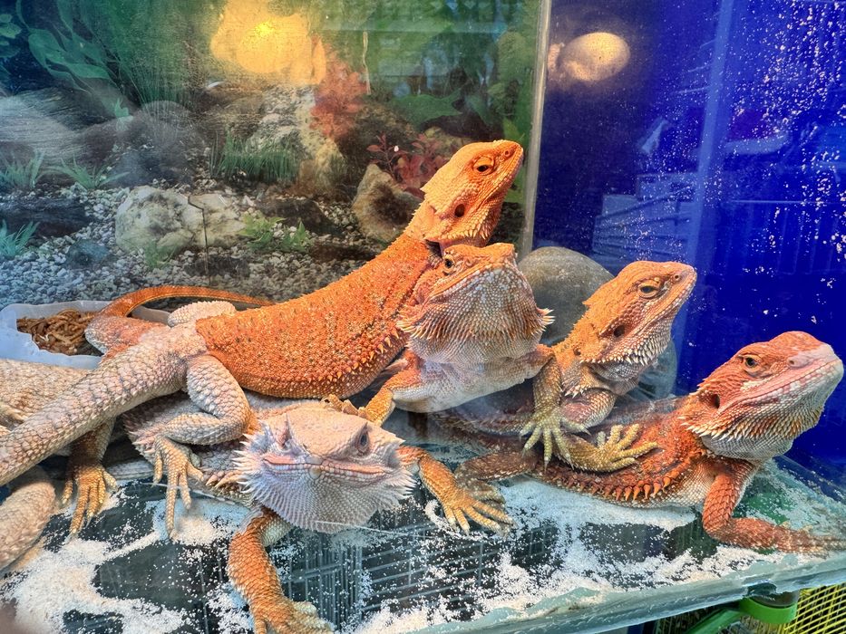 Бородатая агама в продаже