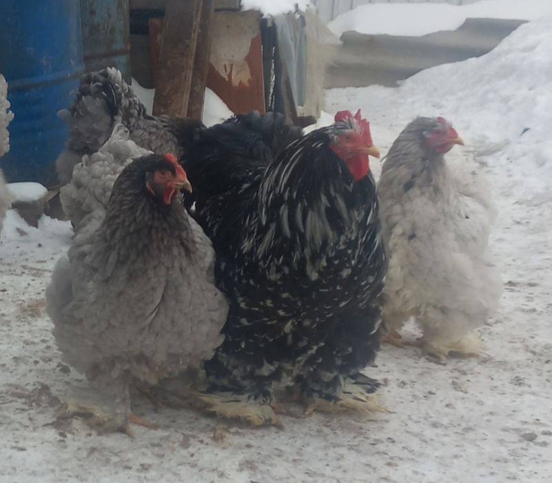 продам семью курей породы кохи