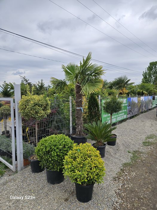 Plante ornamentale de foarte buna calitate