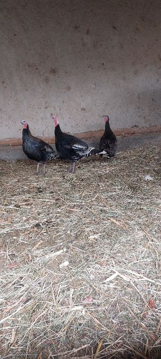 Нар курка сотилади