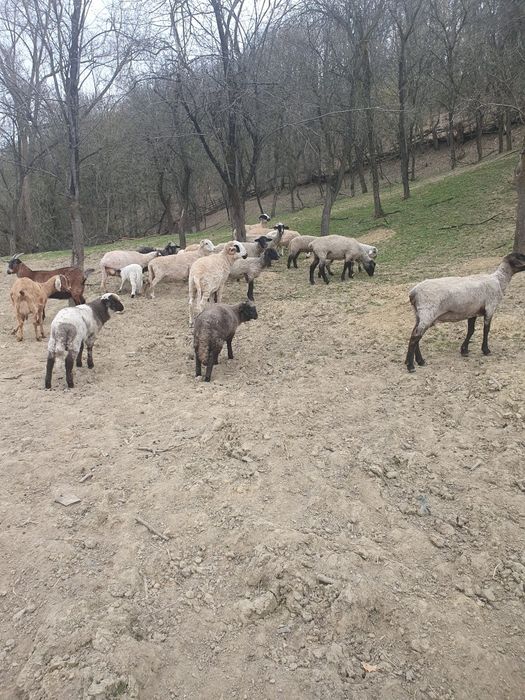 Oi cu miei și capre de vanzare