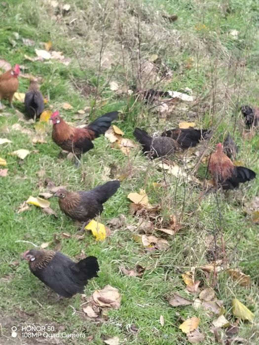 Продавам декоративни кокошки