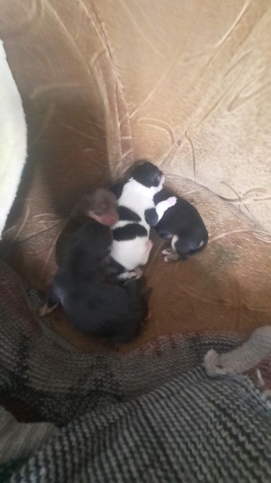 Продам на заказ торт тереро