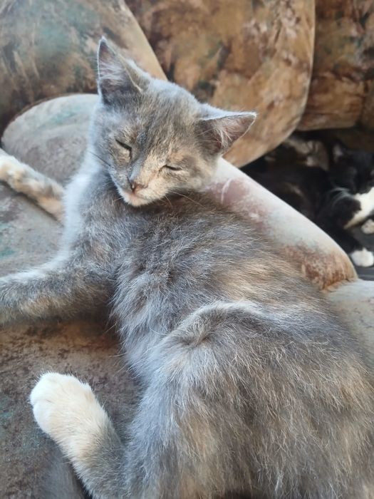 Отдам      котят