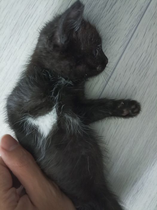 Котенок 2 месяца