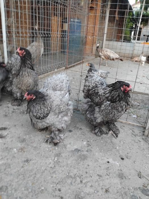 Brahma albastru 2024