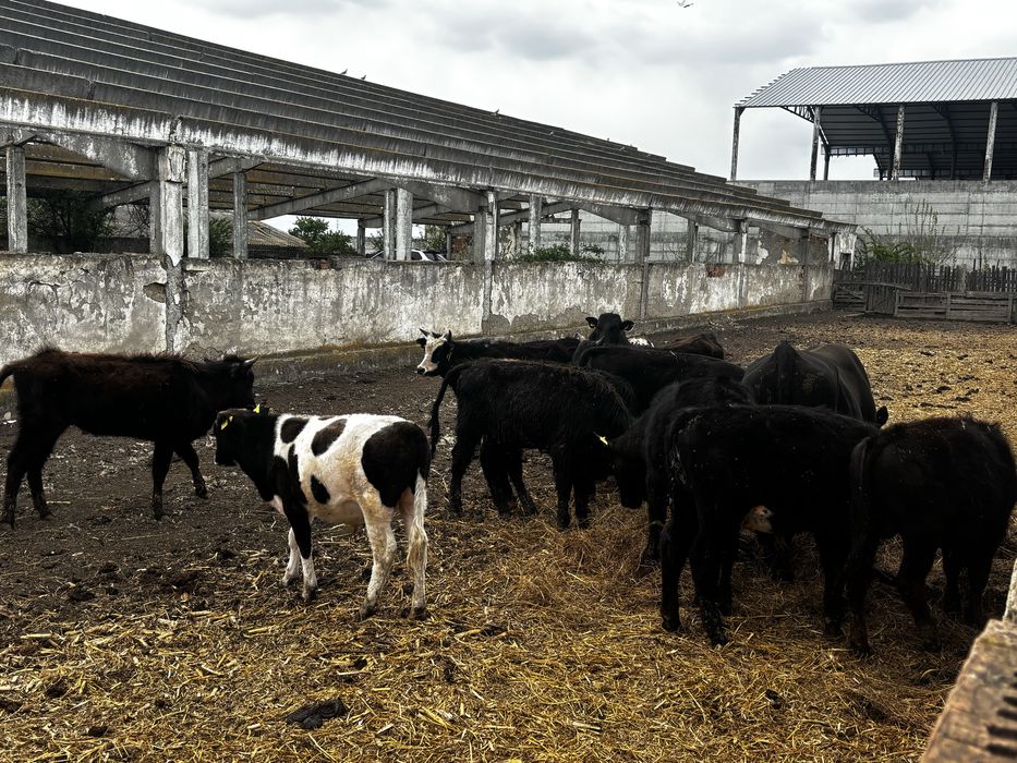 Bovine de vanzare
