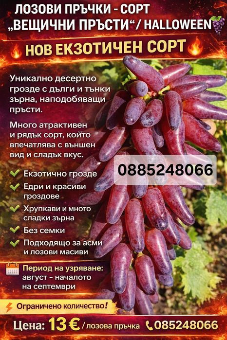 Десертен сорт грозде сорт Вещични пръсти