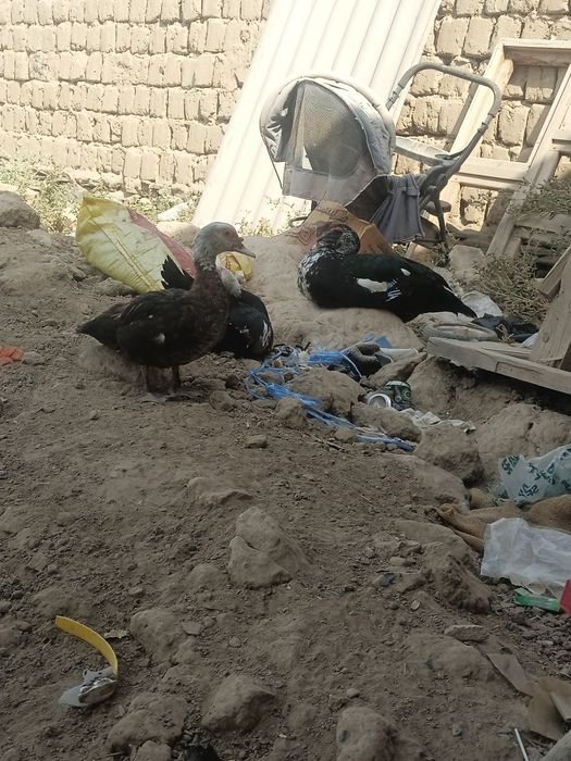 Индаутка гбрит кон бузушга