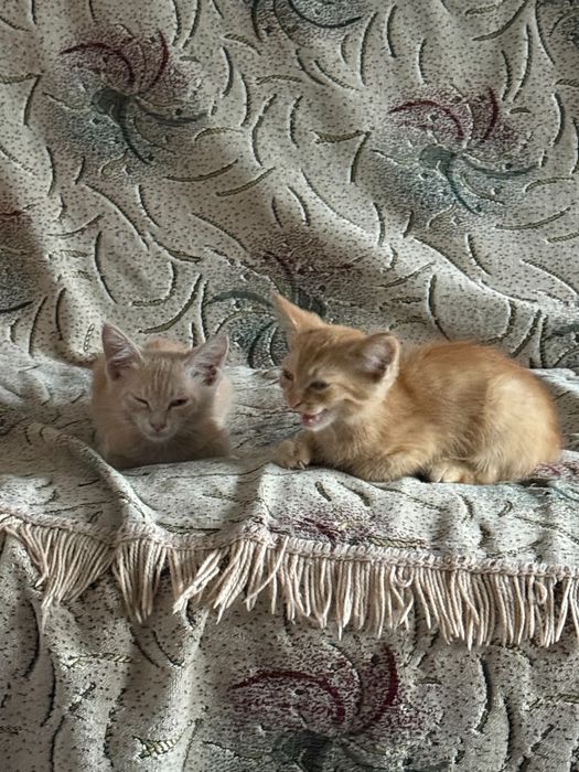 Отдам котят бесплатно