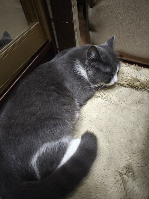 Котик в добрые руки