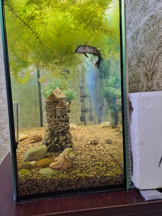 Рыбки с аквариумом