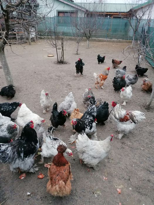 Vând ouă pentru incubat