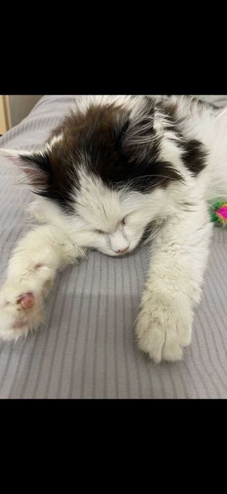 Котёнок 5 месяцев