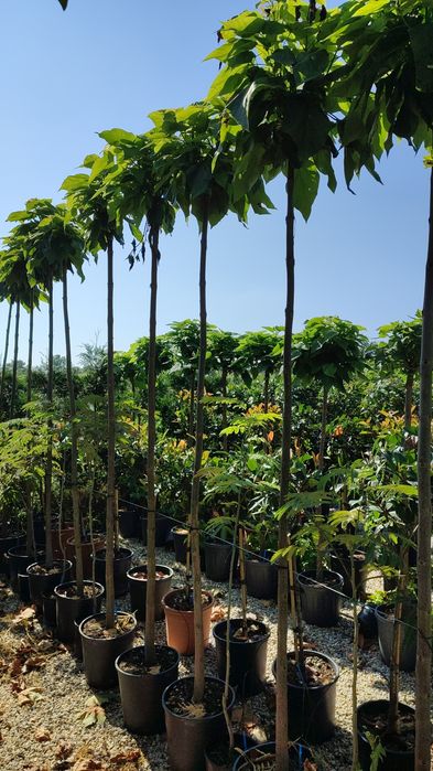 Catalpa,platan, photinia