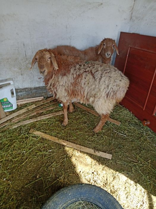 2-бас ұрғашы тоқтылар сатылады